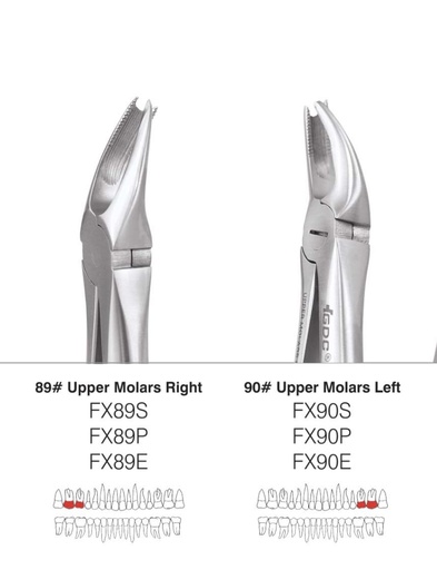 Maxillary Cow Horn Forcep