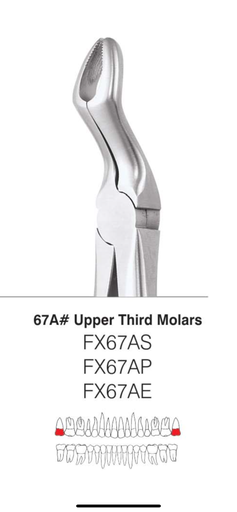 Maxillary 3rd Molar Forcep